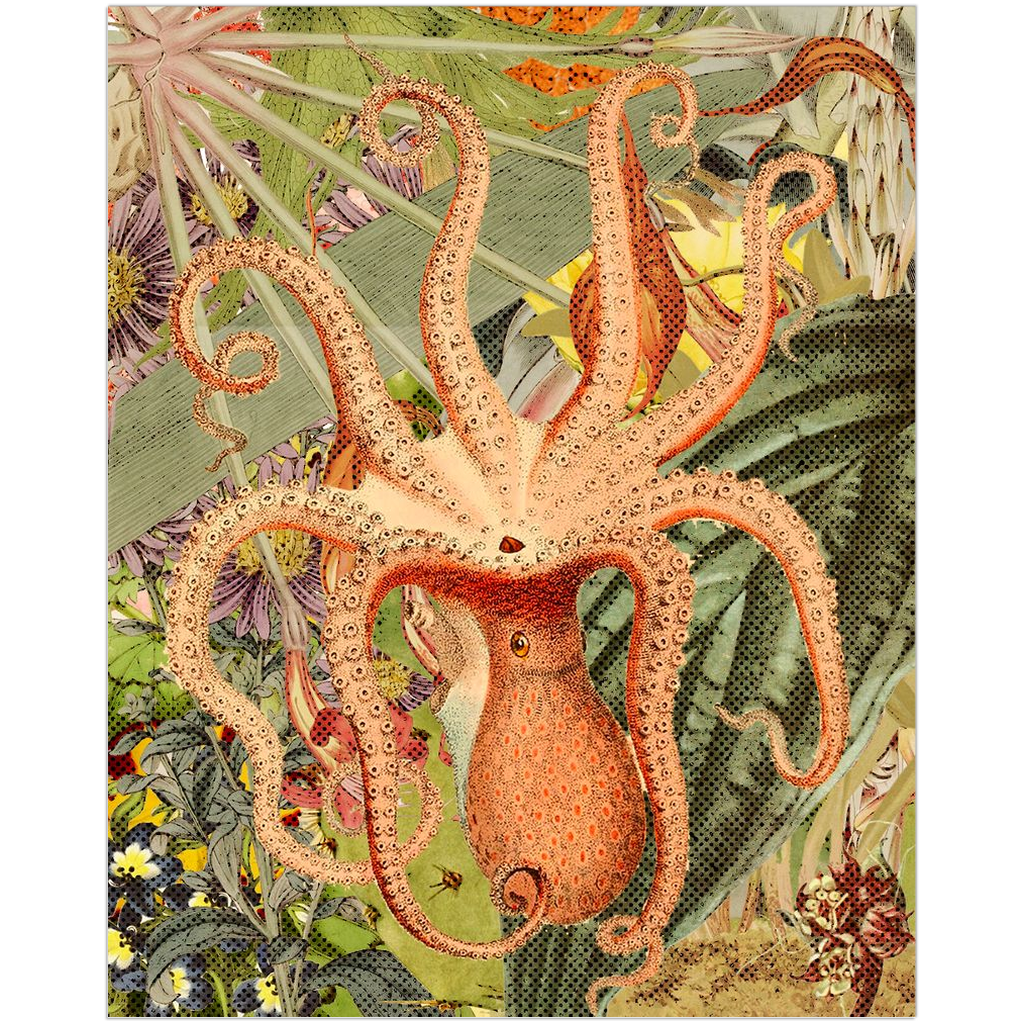 Octopus II