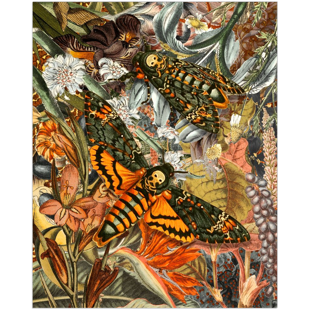 Death Head Moths