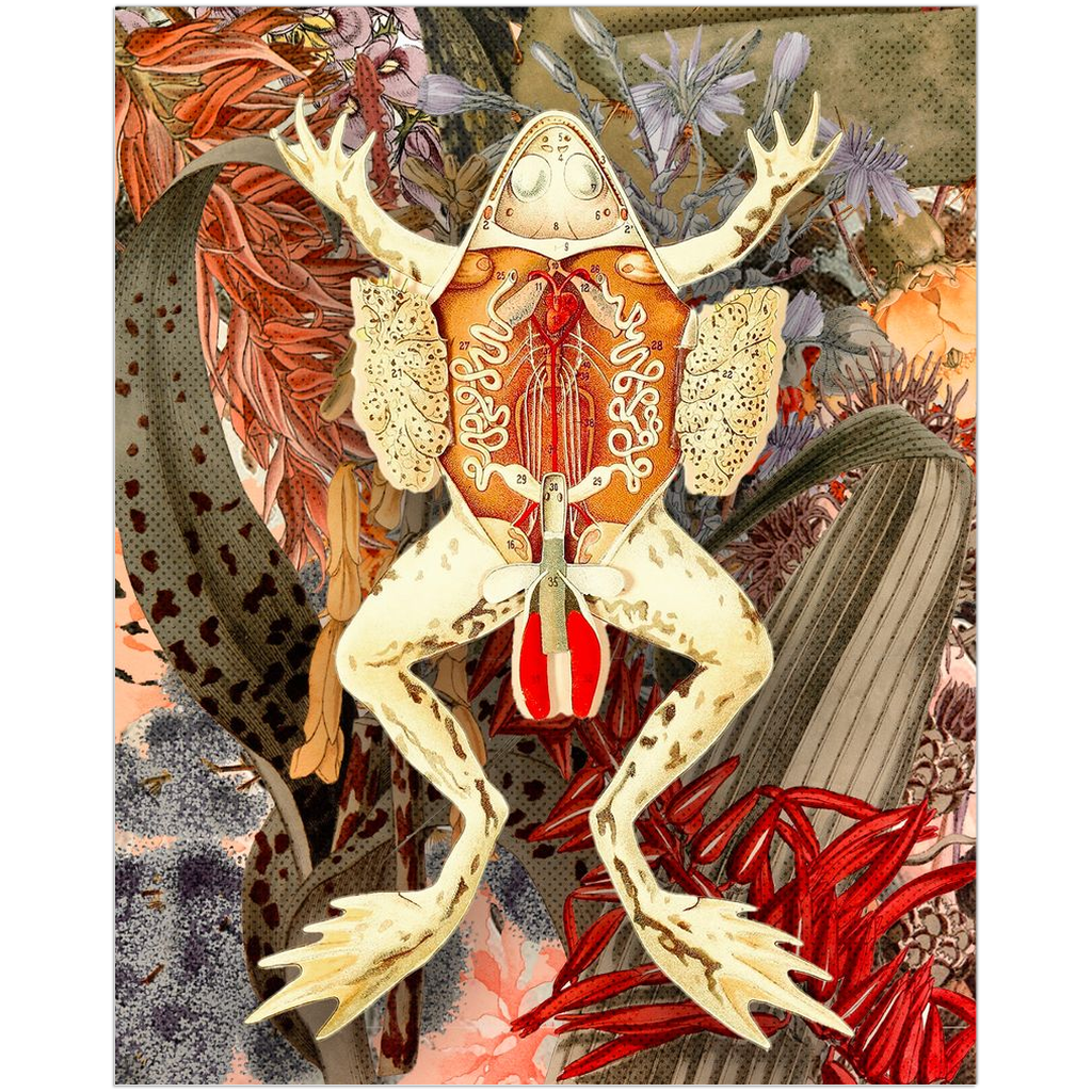 Dissection of a Frog